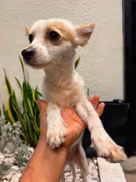 Perro en adopción