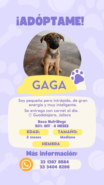 Perro en adopción