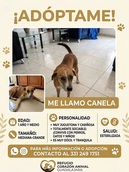 Perro en adopción