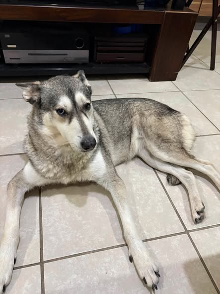Perro en adopción