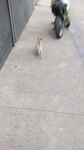 Perro en adopción