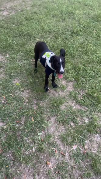 Perro en adopción