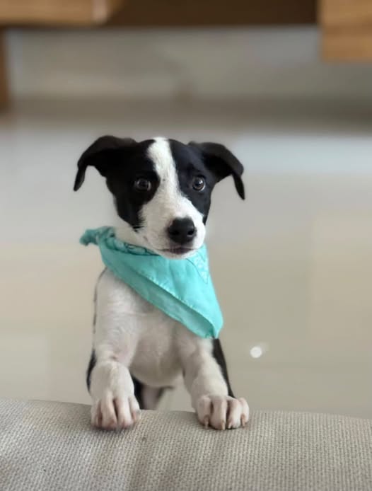 Dog for adoption