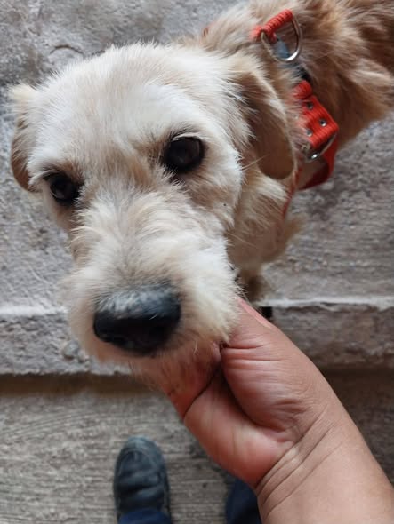 Dog for adoption