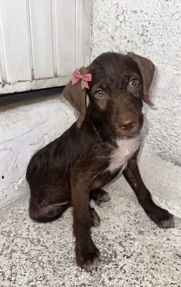 Perro en adopción