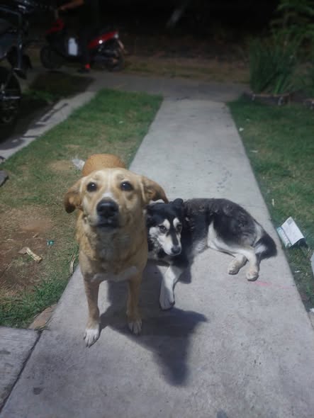 Perro en adopción