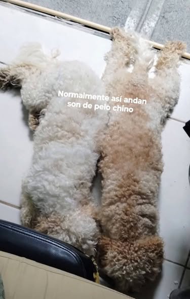 Perro en adopción