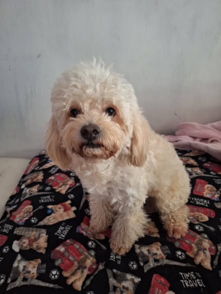 Perro en adopción