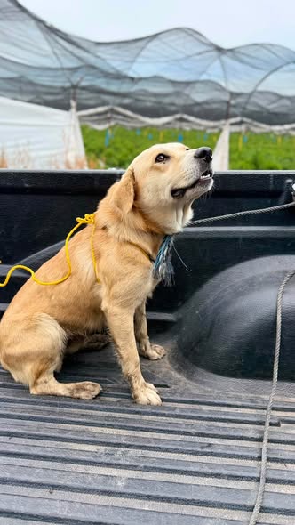 Dog for adoption