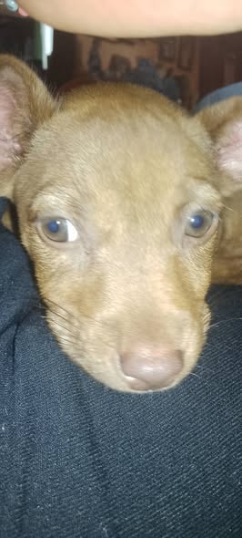 Dog for adoption