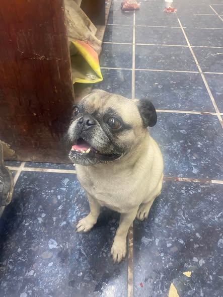 Dog for adoption