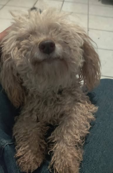 Dog for adoption