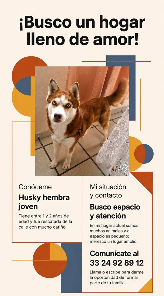 Dog for adoption