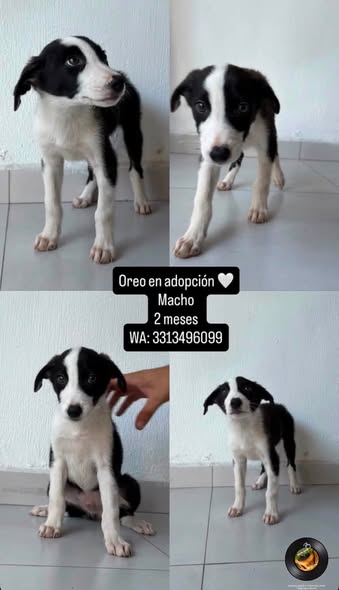 Dog for adoption