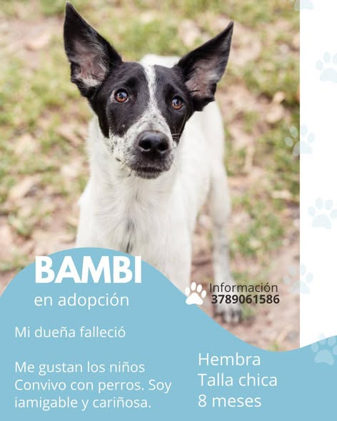 Perro en adopción