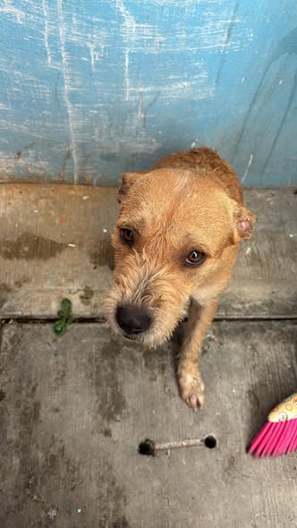 Dog for adoption