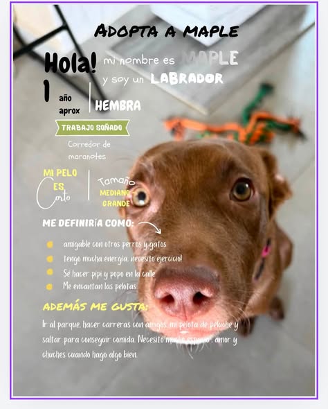 Perro en adopción