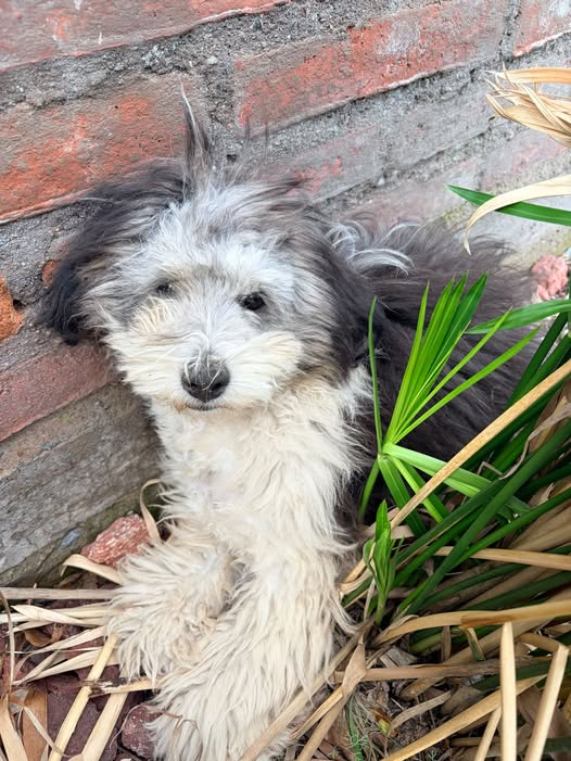 Perro en adopción