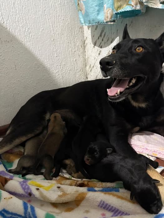 Dog for adoption