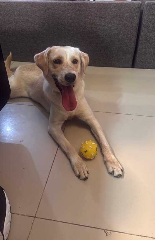 Perro en adopción