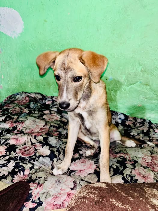 Perro en adopción