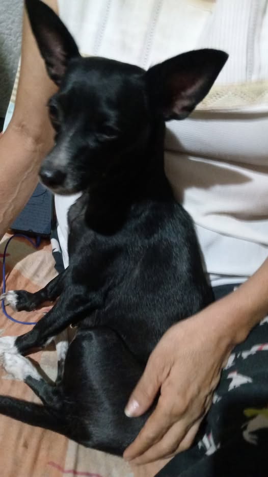 Perro en adopción