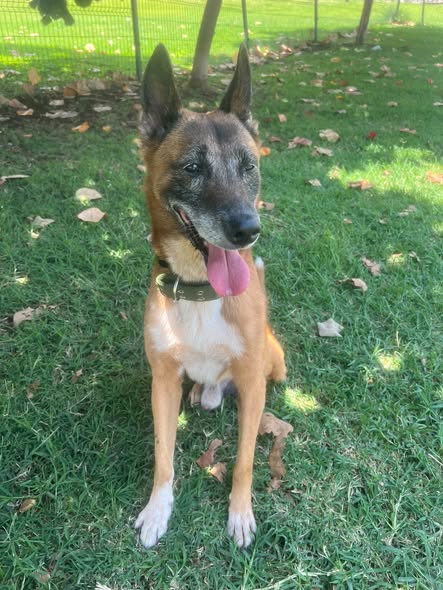 Perro en adopción