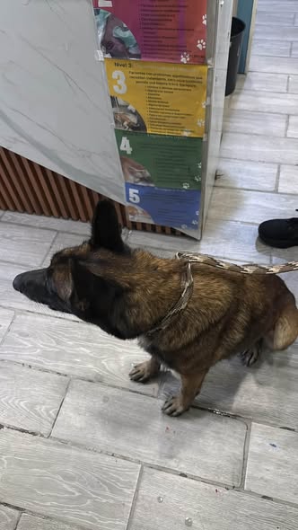 Perro en adopción