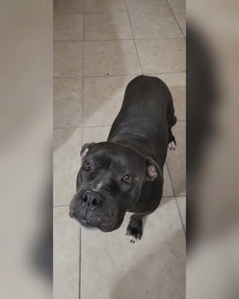 Dog for adoption
