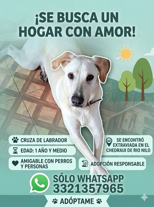 Dog for adoption