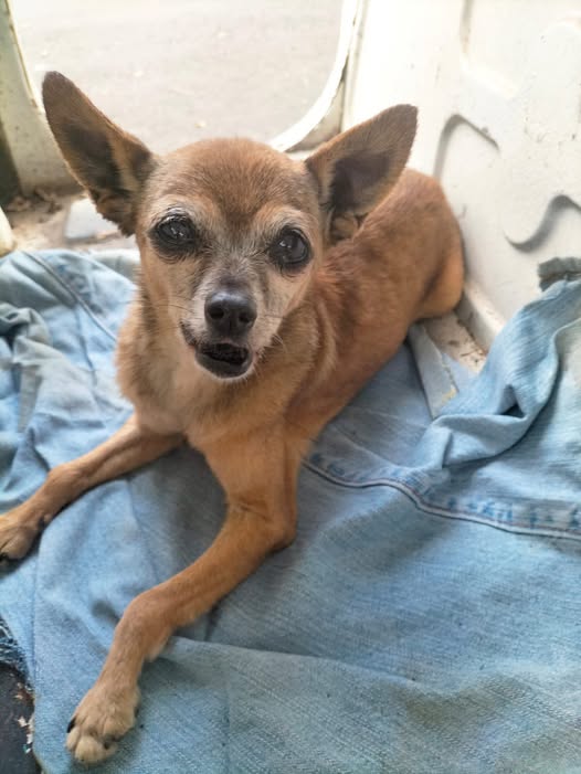 Perro en adopción