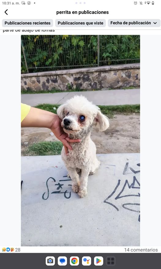 Dog for adoption