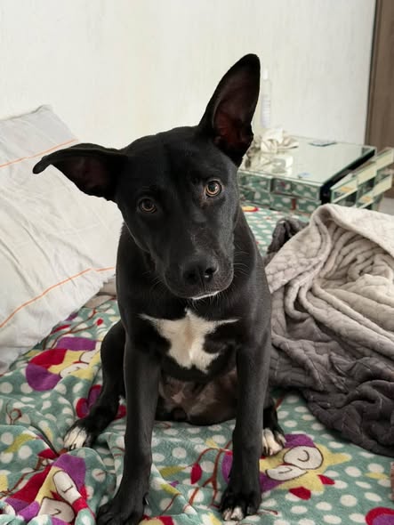 Perro en adopción