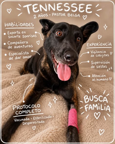 Dog for adoption