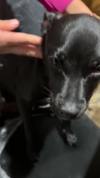 Perro en adopción
