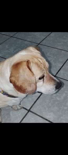 Perro en adopción