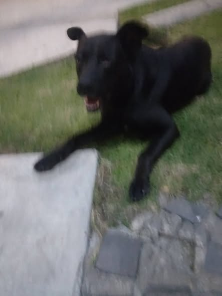 Dog for adoption