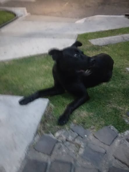Perro en adopción