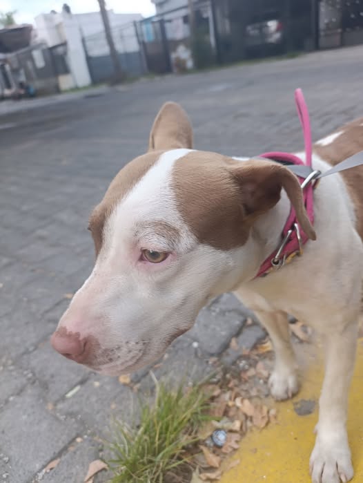 Perro en adopción