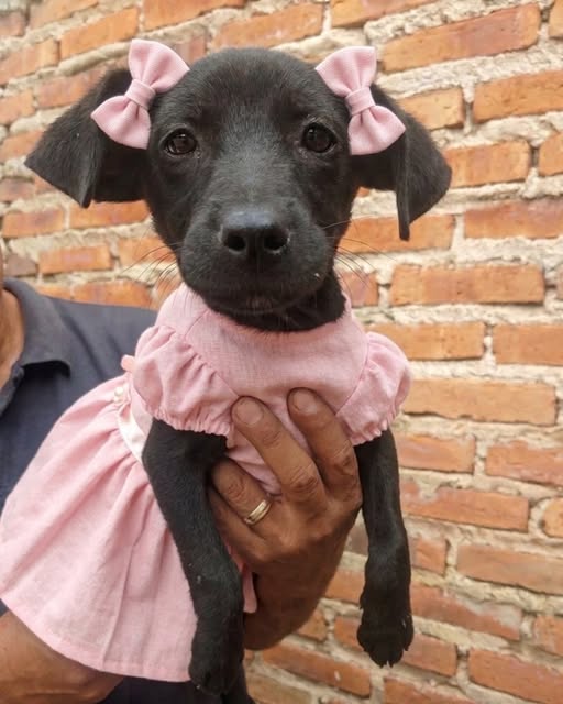 Perro en adopción