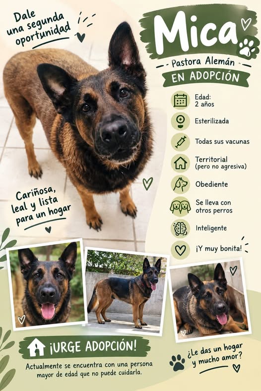 Perro en adopción
