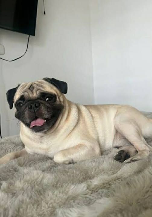 Perro en adopción