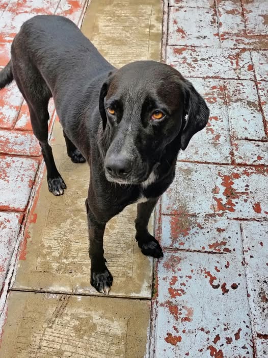 Perro en adopción