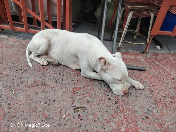 Perro en adopción
