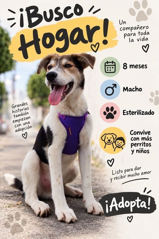 Dog for adoption
