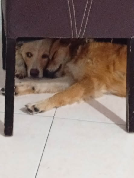Perro en adopción