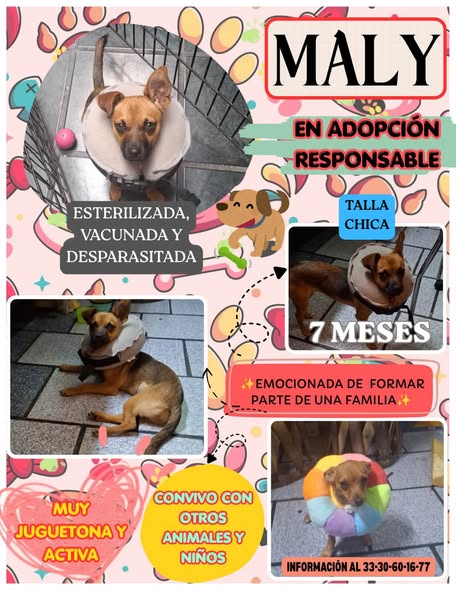 Perro en adopción