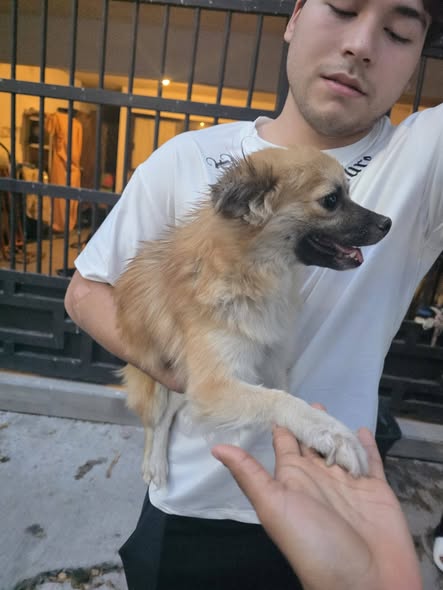 Dog for adoption
