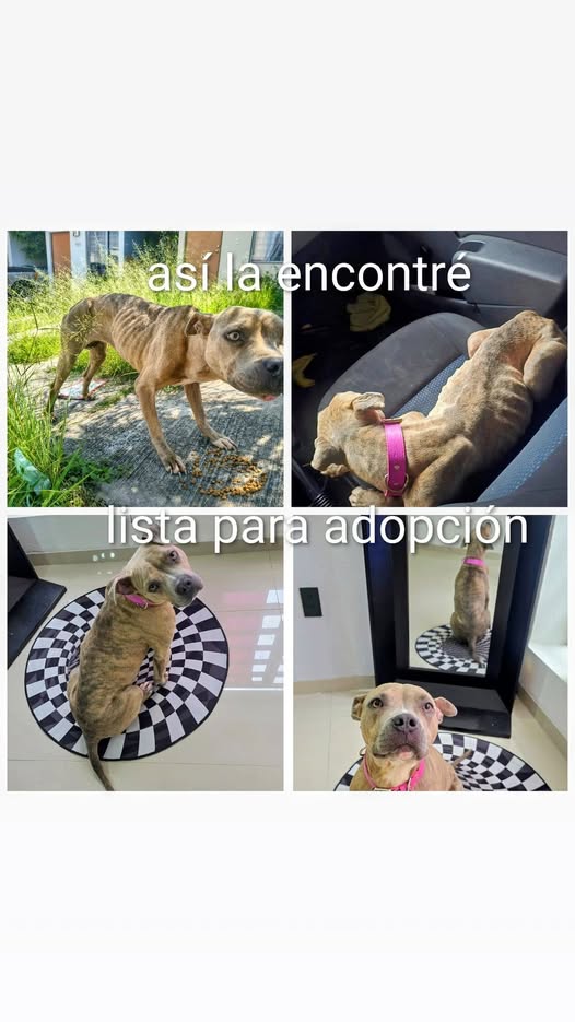 Dog for adoption