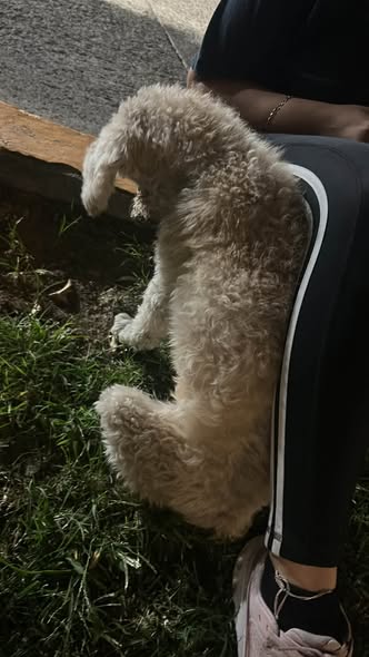 Perro en adopción